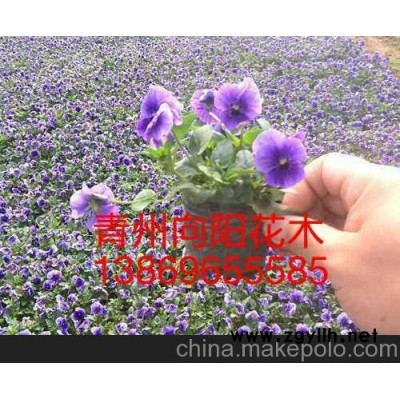 江西三色堇新報(bào)價(jià)山東向陽(yáng)花卉提供