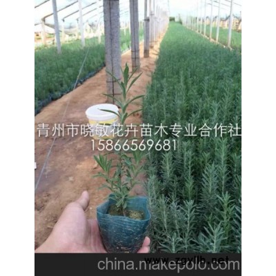 廠家供應薰衣草容器苗 薰衣草 山東薰衣草 宿根花卉種植基地 宿根花卉品種