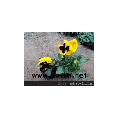 號(hào)外！！號(hào)外！！三色堇新報(bào)價(jià) 青州市向陽(yáng)花卉苗木合作社