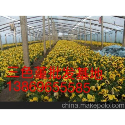 佛山三色堇新報(bào)價(jià)山東向陽(yáng)草花苗木基地
