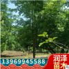 美國紅楓彩葉樹苗別墅庭院道路綠化盆栽四季紅楓紅舞姬秋火焰紅冠