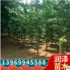 直銷3-80公分銀杏樹銀杏苗貨源充足規(guī)格齊全價(jià)格優(yōu)美