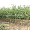 速生白蠟樹苗批發工程綠化苗木行道庭蔭樹白臘小苗規格齊全