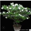 梔子花苗批發室內花卉梔子花盆栽庭院芳香植物梔子花小苗