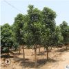 金桂桂花樹木批發庭院盆栽觀花植物金桂花樹工程綠化樹木場四季桂
