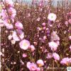 榆葉梅樹苗批發 庭院盆栽花卉 精品盆景嫁接榆葉梅綠化苗木