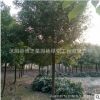 香樟樹苗批發精品造型香樟樹木 常綠植物工程綠化苗木戶外庭蔭樹