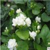 批發茉莉花白色 雙色茉莉花芳香植物 四季開花室內陽臺綠植盆栽
