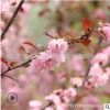 榆葉梅樹苗批發 庭院盆栽花卉 精品盆景嫁接榆葉梅苗綠化苗木