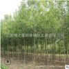 速生白蠟樹苗批發工程綠化苗木行道庭蔭樹白臘小苗規格齊全