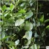 常綠植物大葉黃楊苗批發工程綠化苗木大葉黃楊小苗綠籬大葉黃楊球