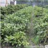 灑金珊瑚小苗園林工程綠化苗木批發行道點綴庭院盆栽灑金珊瑚小苗
