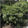 海桐球苗批發園林工程綠化苗木氣味芳香海桐球綠植規格齊全