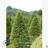 批發2-3-5公分紅豆杉樹苗 名貴健康樹種 四季常綠綠化喬木 規格多
