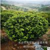 批發茶花球 湖南山茶2-4-5公分高桿茶花樹花色大紅 綠化苗木