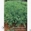 批發紅豆杉 直徑3-4-6-8-10公分南方紅豆杉樹苗盆景 健康綠化苗木