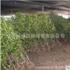 法國冬青苗 法青 日本冬青珊瑚樹庭院籬笆墻 四季常青樹苗批發
