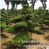批發(fā)8cm桂花樹 移栽大桂花 金桂花苗 長(zhǎng)沙桂花樹 樹形優(yōu)美