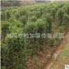 基地批發法國冬青柱 園林工程綠化苗木 行道籬笆墻四季常青冬青柱