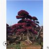 批發8-10公分紅花繼木樁、庭院景觀綠化樹造型紅花繼木樁