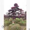 湖南苗圃基地批發紅花繼木樁 地徑18-20公分造型紅花繼木樁