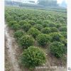 苗圃基地批發蚊母球灌木 中華蚊母球 湖南文母球