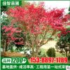 湖南苗木基地供應(yīng) 紅楓樹小苗耐寒耐凍 庭院綠化 美國紅楓苗木