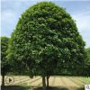 湖南大桂花樹20公分丹桂綠化樹八月桂花樹苗四季行道風(fēng)景樹桂花苗