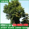 移栽香泡柚子樹 文旦 基地批發(fā) 價(jià)格實(shí)惠 胸徑10公分-20公分