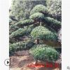 園林造型小葉羅漢松 米葉羅漢松 四季常綠松樹雀舌羅漢松批發(fā)
