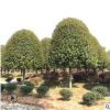湖南苗木基地供應(yīng)桂花樹 15公分桂花樹苗綠化丹桂八月桂花樹批發(fā)