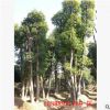 批發(fā)種植基地供應(yīng)香樟20cm 綠化工程用20cm移栽香樟 骨架多頭香樟