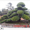 供應(yīng)綠化造型羅漢松18公分 胸徑18cm原生喬木 批發(fā)羅漢松樹苗