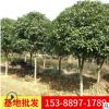 農(nóng)戶供應(yīng)8公分丹桂桂花樹樹苗 胸徑8cm綠化八月桂花樹工程桂花樹