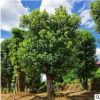 種植戶供應(yīng)移栽大香樟樹苗 60公分骨架香樟 胸徑60cm叢生多頭香樟
