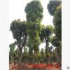 基地供應(yīng)行道香樟 45cm骨架香樟樹 胸徑45公分移栽香樟苗香樟大樹