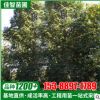 苗農(nóng)種植基地供應(yīng)紅果冬青 城市綠化行道樹8公分紅果冬青大樹