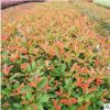 庭院觀賞苗木紅花繼木小苗 湖南苗圃直供 質量保證 規格齊全
