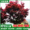 苗圃批發(fā)彩色觀葉植物 紅楓樹苗 紅楓庭院街道綠化苗