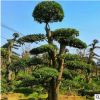 造型杜英樁 庭院綠化園林工程杜英苗木樁批發(fā) 杜英樁
