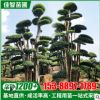 苗圃基地供應(yīng)小葉女貞樁造型樹 女貞樁景觀樹 庭院小葉女貞樁