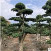 綠化工程苗木刺冬青樁 造型刺冬青樁 庭院園林樹木盆景批發(fā)