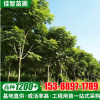 供應黃山欒樹大樹苗綠化欒樹批發工程園林喬木行道庭院黃山欒樹苗