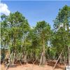 基地供應移植帶冠香樟 全冠移植香樟樹苗 叢生常綠香樟苗栽培批發