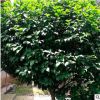 茶花花卉直銷 庭院觀賞灌木 湖南苗木基地花卉批發