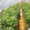 現貨直銷法國冬青 湖南精品法國冬青苗批發 價格實惠