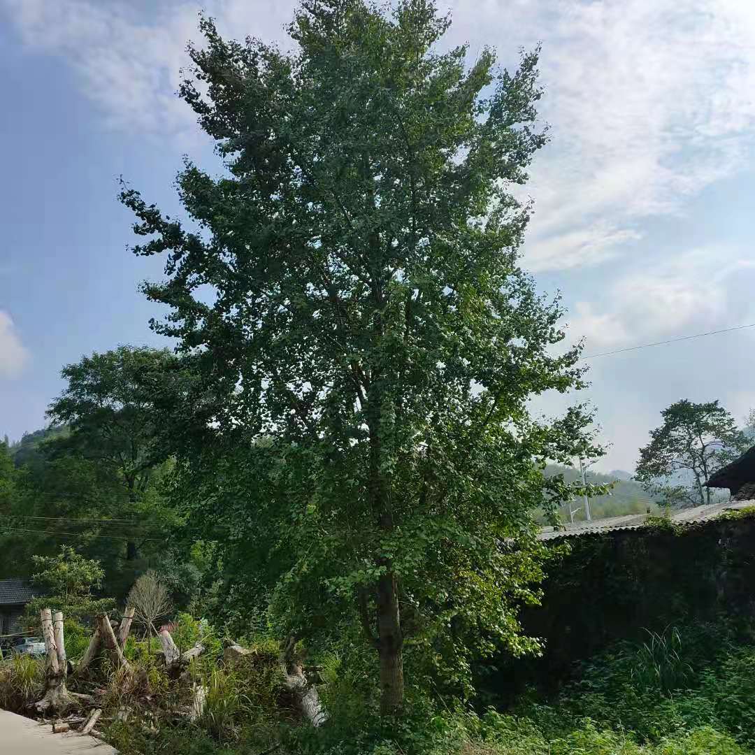 銀杏樹，10-100公分