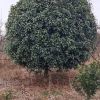 桂花樹地苗，12-60公分，規(guī)格齊全，價(jià)格便宜