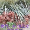 楠竹（毛竹）種苗3-5公分，大量供應中，價格實惠，成活率高
