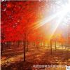 供應6-10公分美國紅楓紅點，十二年誠信通企業，品質保證